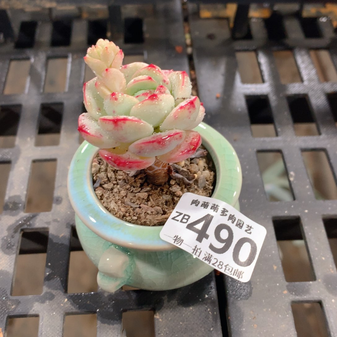 肉萌萌拇指盆精控多肉ZB490