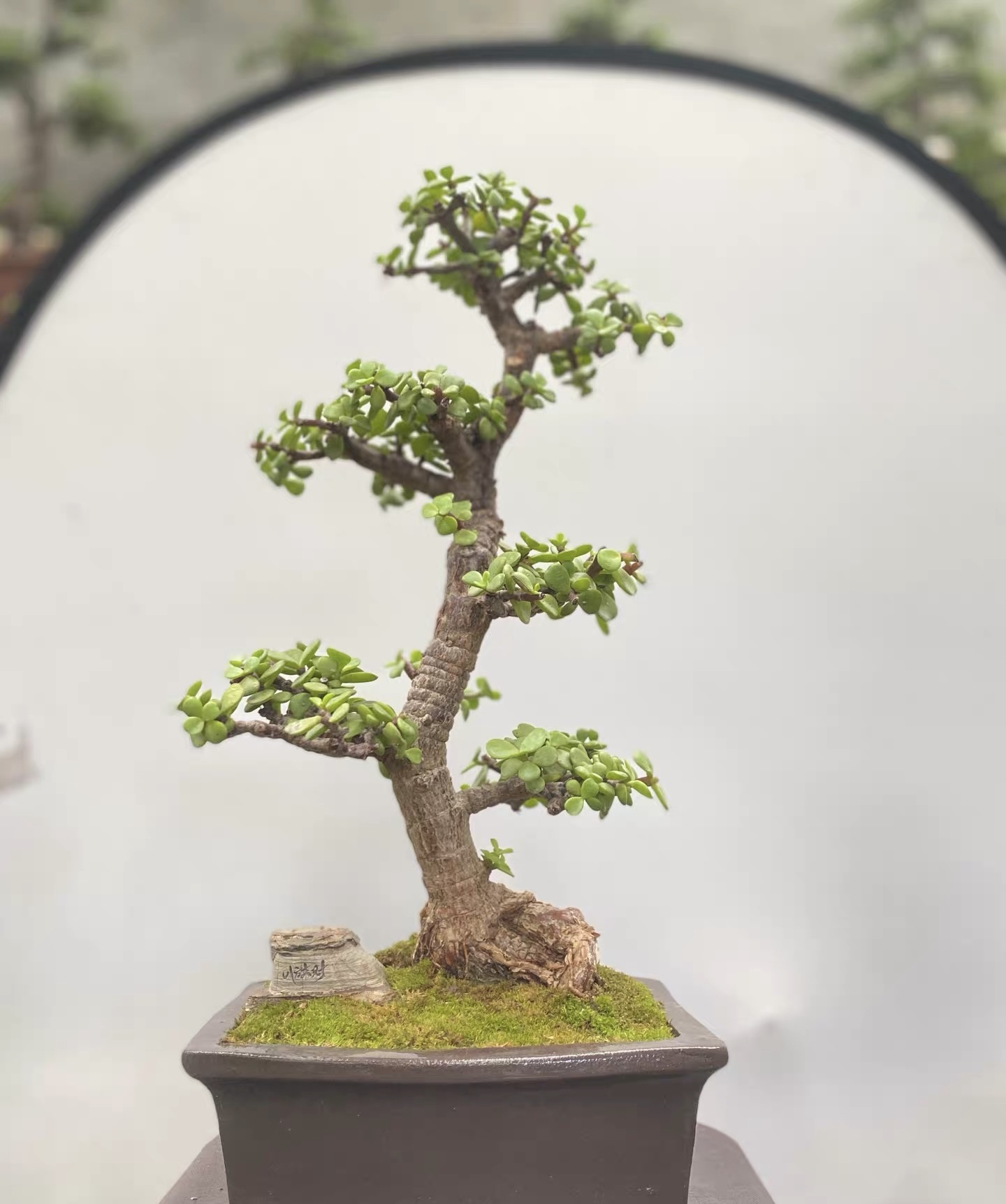高端桌台精品多肉金枝玉叶盆景绿植四季盆景树老桩常青