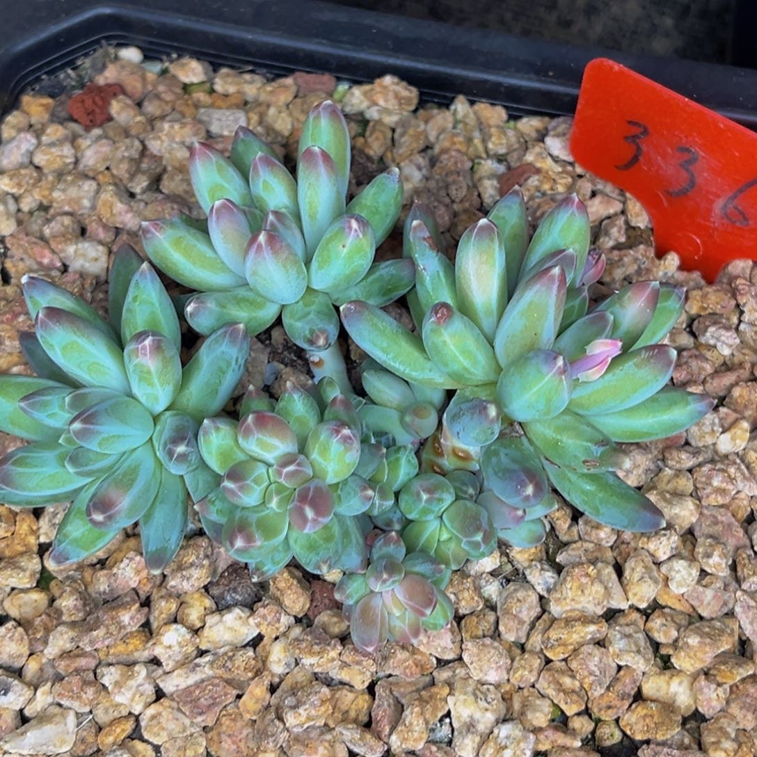 3366号晚上多肉植物群生多肉