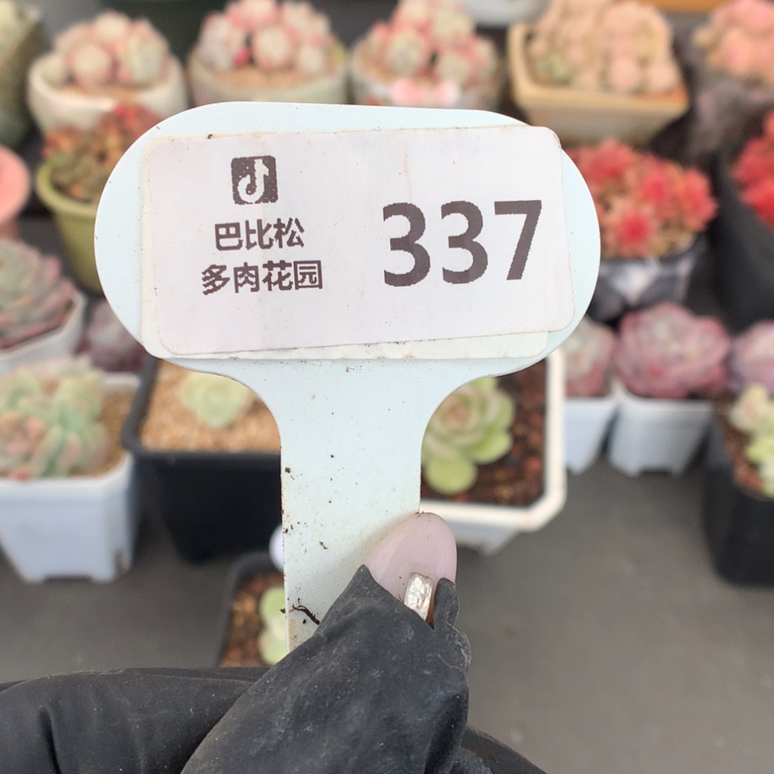 337 新款冰玉石化盲盒