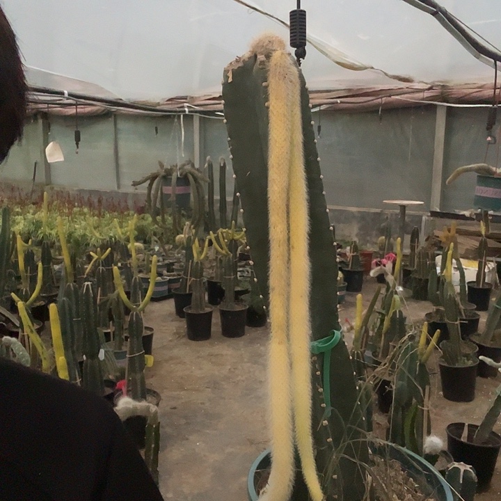 泓***樽完全开放无售后 介意勿拍