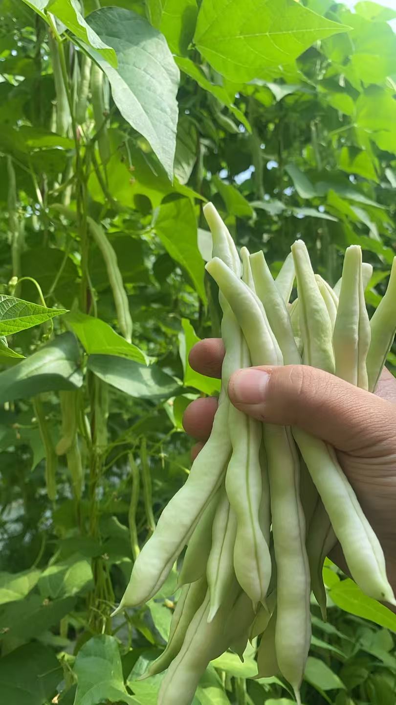 山东新鲜白不老豆角现摘现发当季蔬菜【福利品】