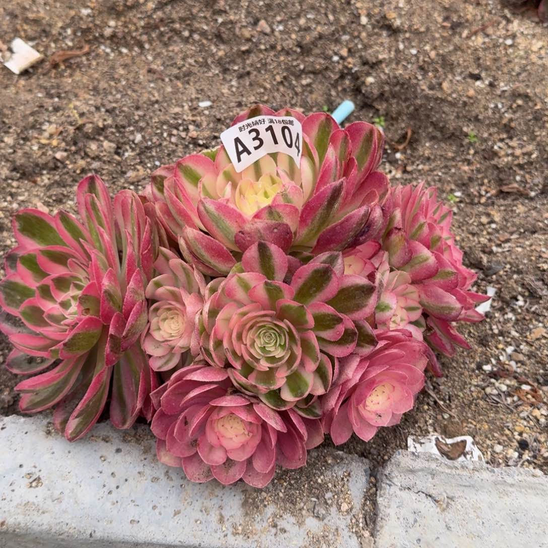 3104荔枝多肉植物