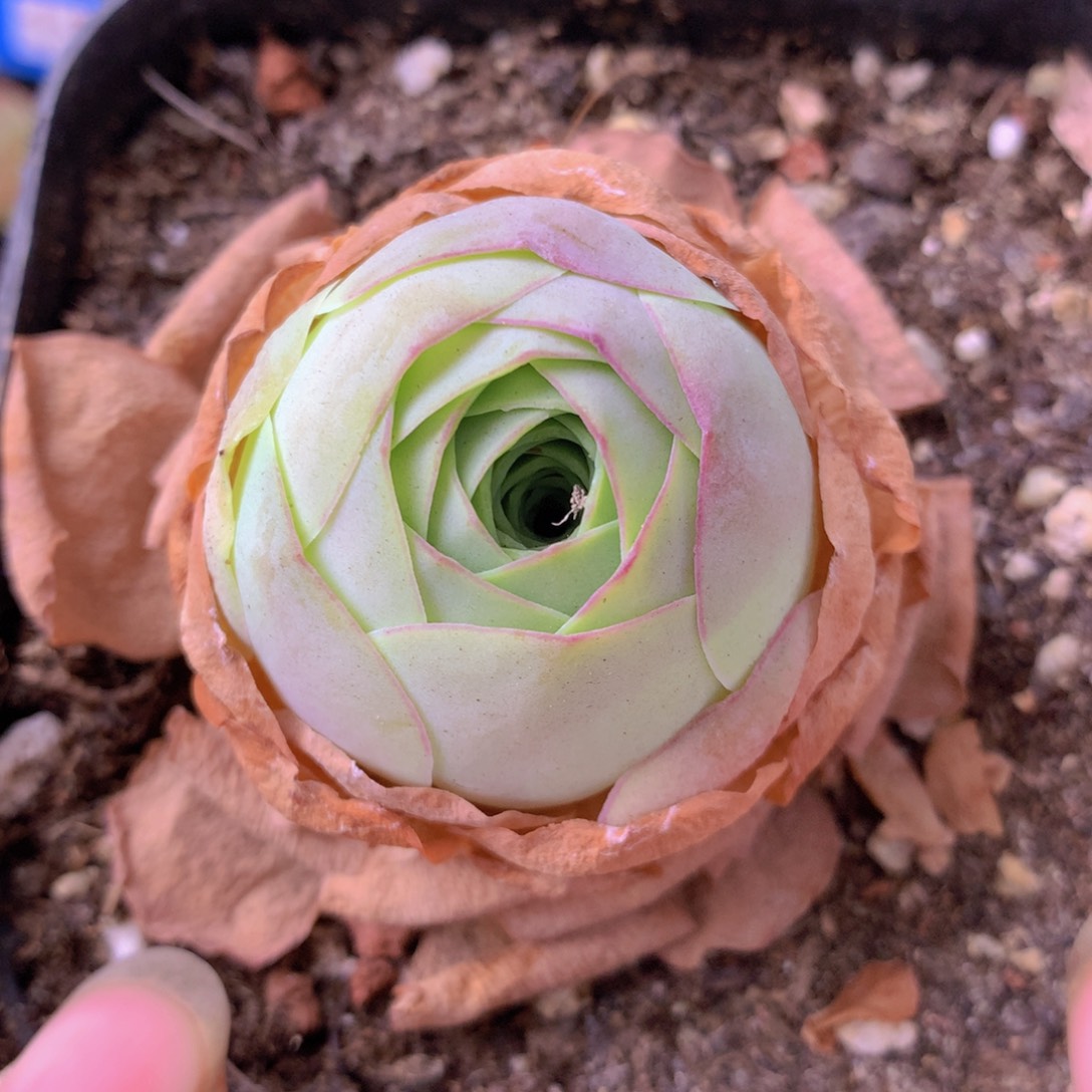 一物一拍星辰福利733