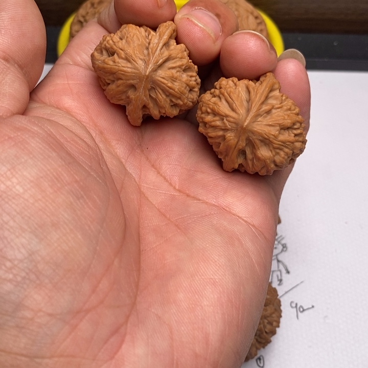 野狼狮子头32尺寸