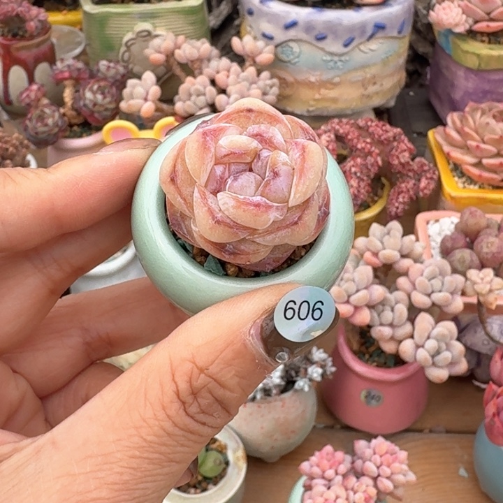606 多肉含盆土 30元 包邮 除偏远地区