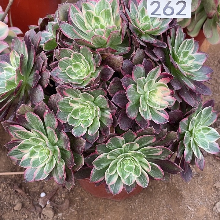 262万花筒多肉植物
