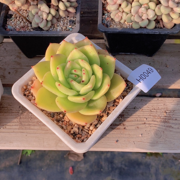 尘***埃闪购多肉1棵h0049