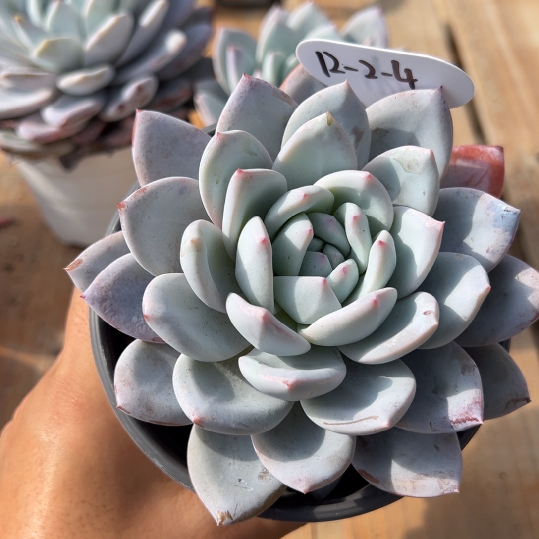 混***魔12-2-4嫦娥th寄养