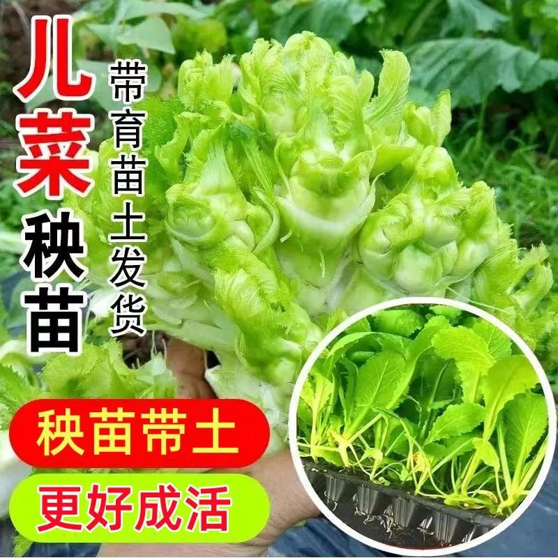 儿菜苗秧苗高产早熟田园天台庭院阳台盆栽地栽蔬菜秧苗