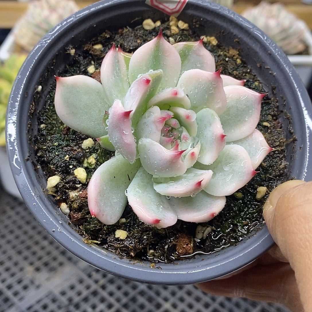 10137 吉娃娃覆轮锦