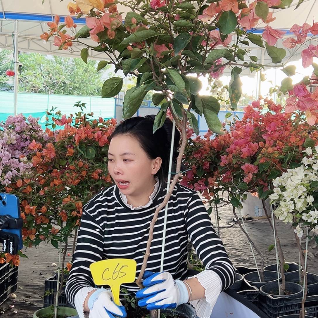 咖***糖大部分花苞少量开放C65阿达娜