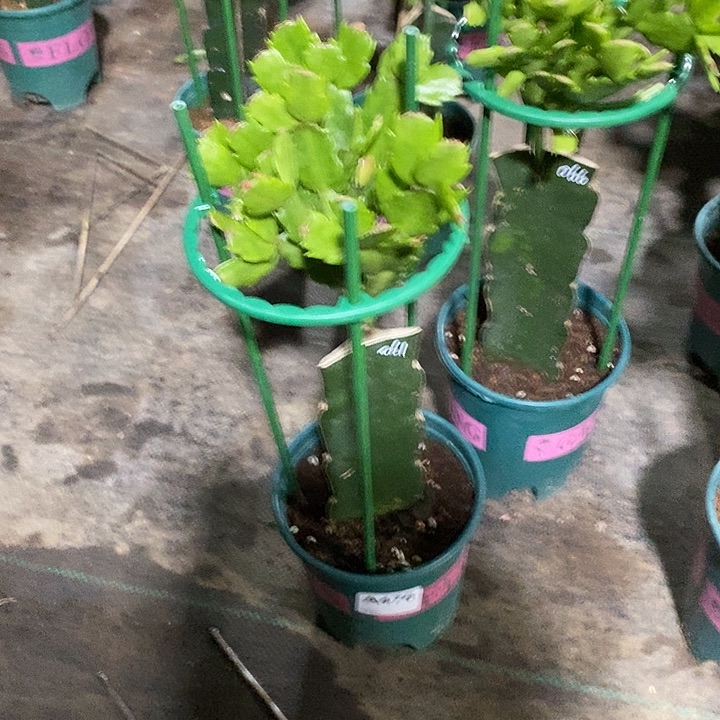 无花朵476嫁接061