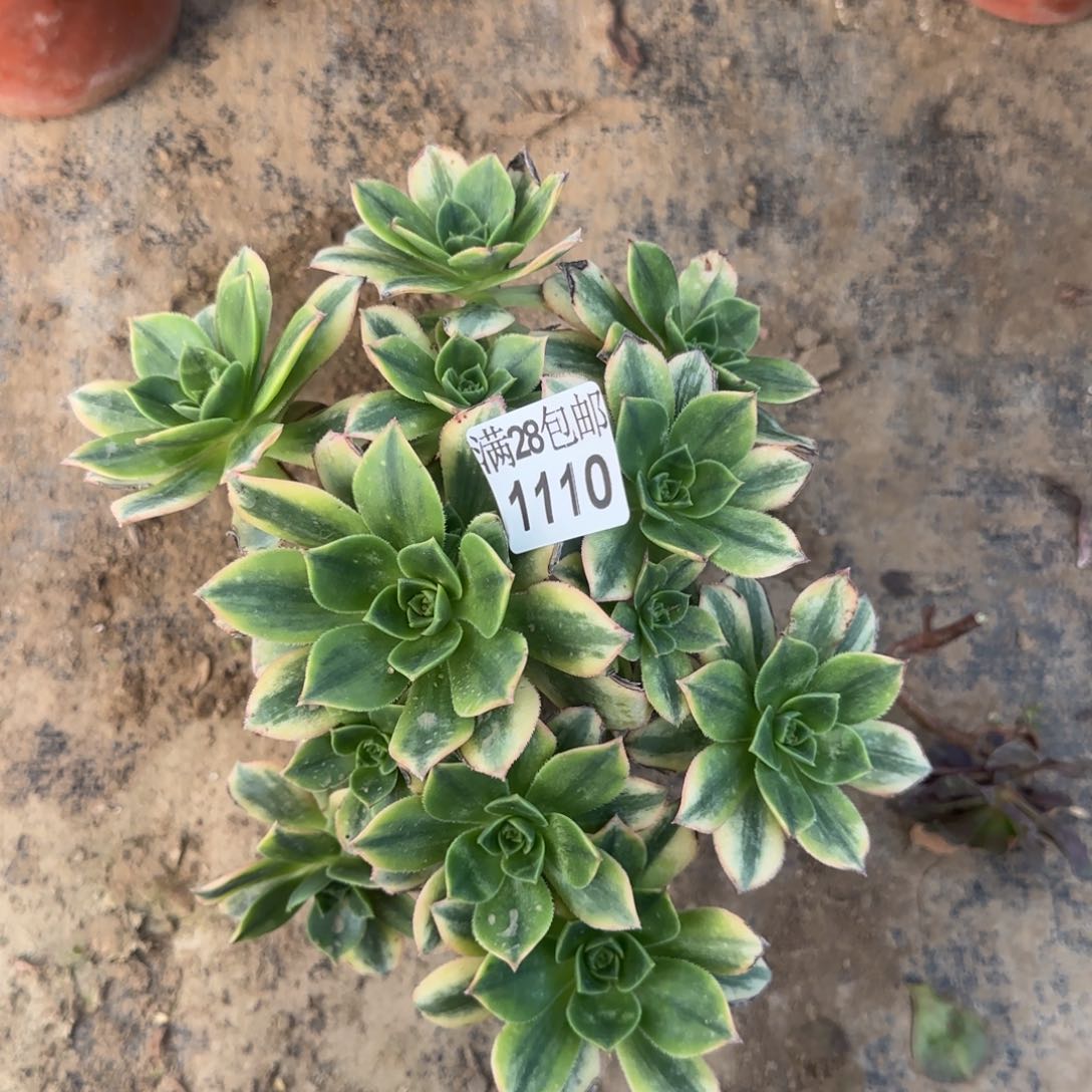 星爆多肉1110满28包邮断枝不包瑕疵