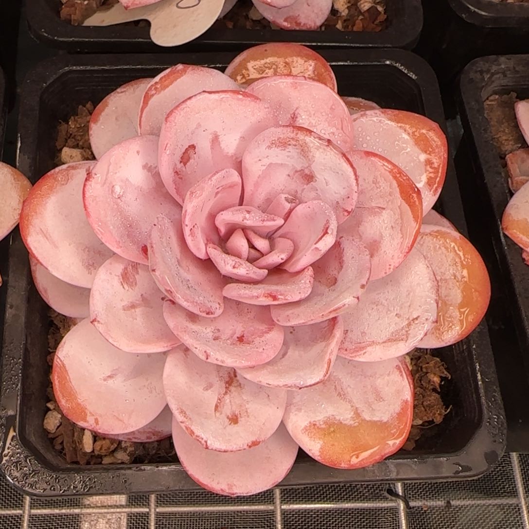 从前慢花园精选多肉雪莲