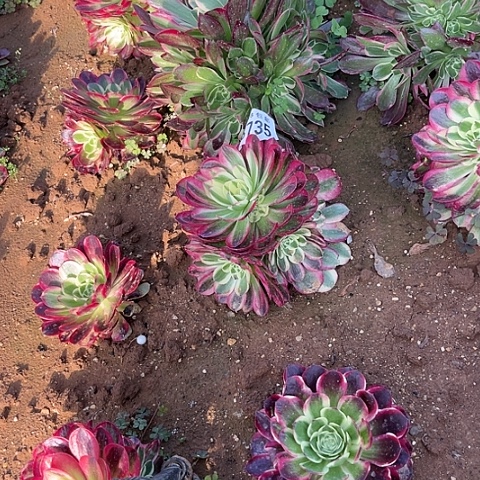 135玉芙蓉不包断枝