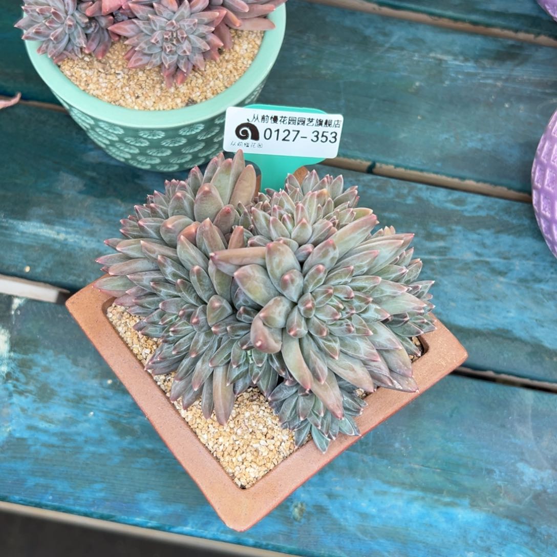 李*多肉一物一拍0127-353