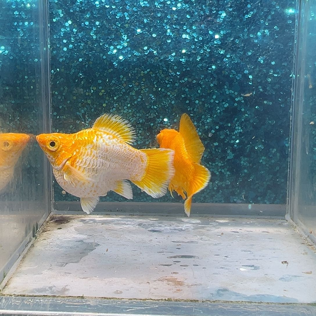 孔雀鱼黄金玛丽一对00117