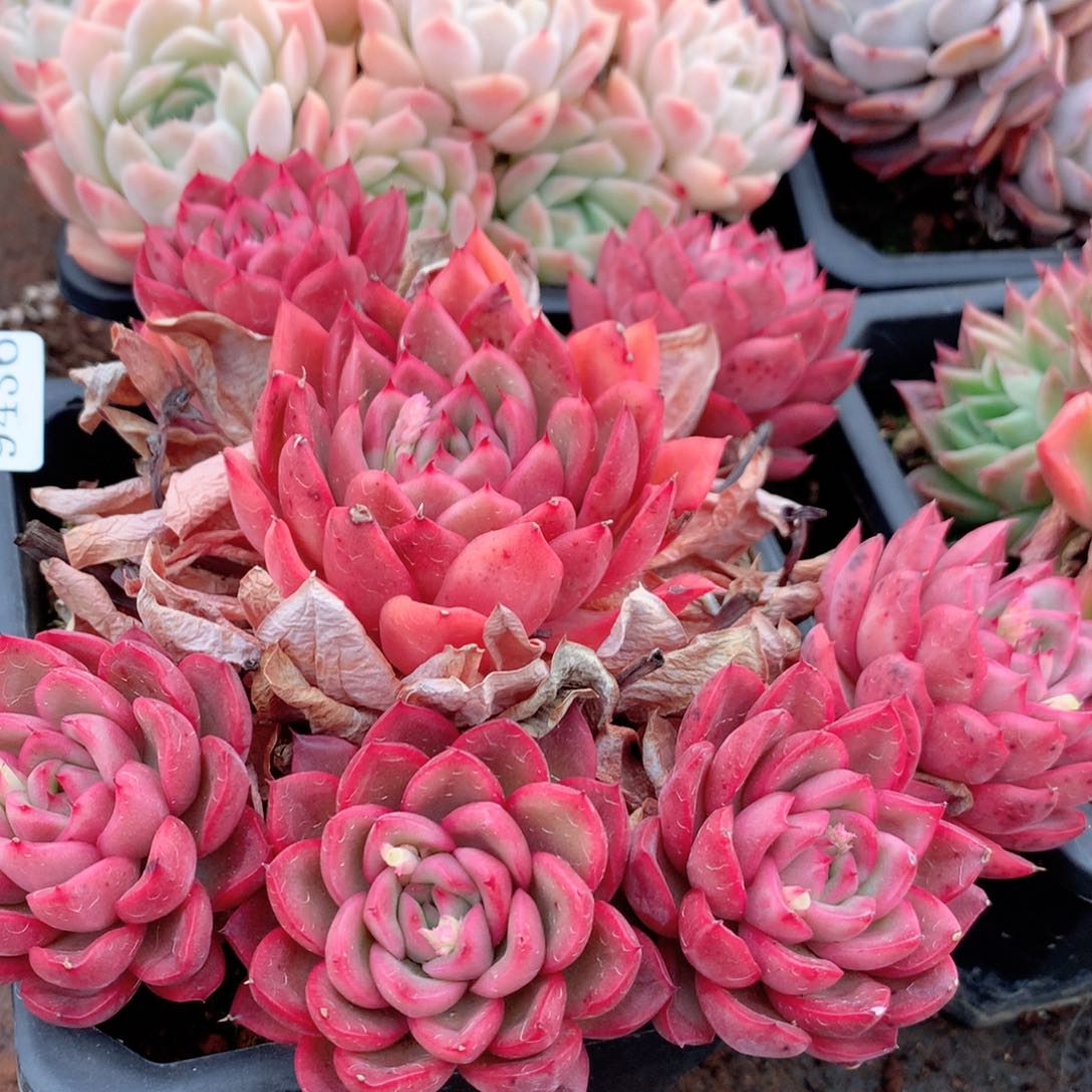 9436新年快乐发发发