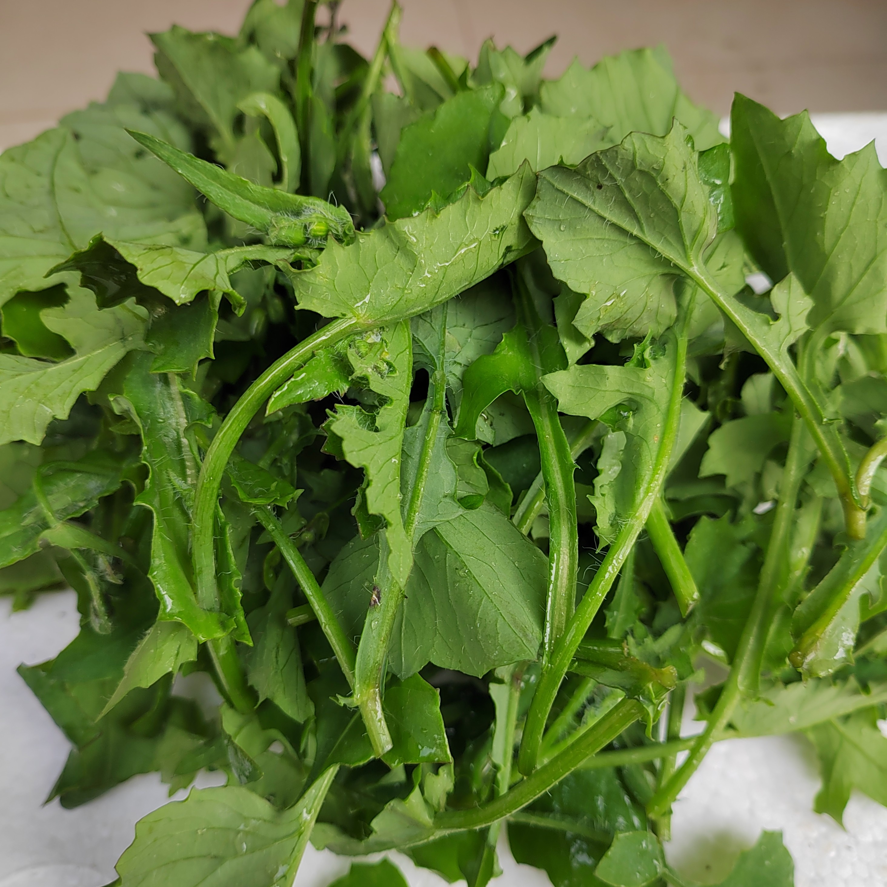 顺丰包邮-贵州新鲜猫耳朵菜凉拌下火锅生吃皆可500g