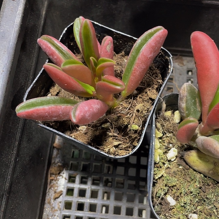 红背椒草带盆土发货