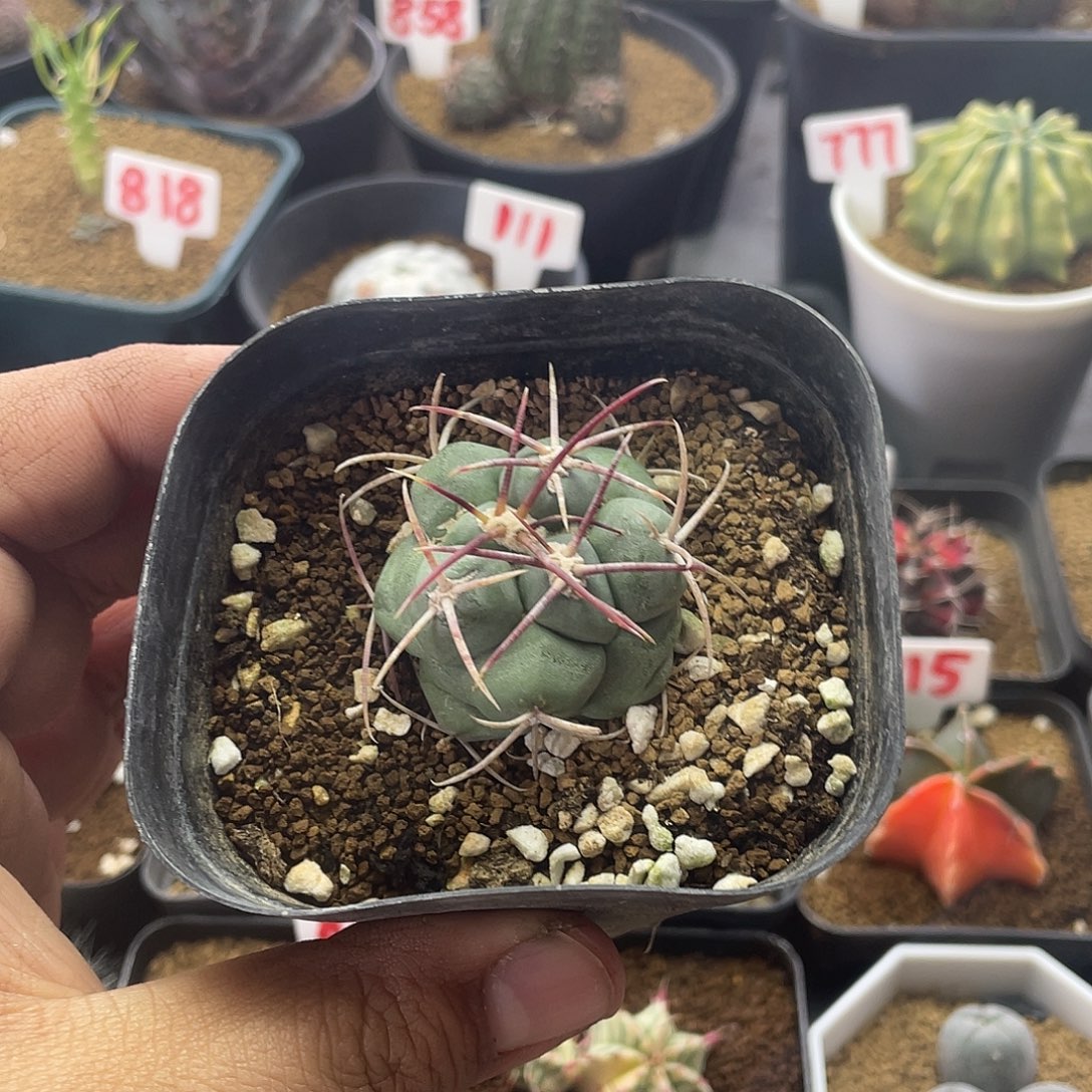 绯冠龙仙人球 带盆土包邮