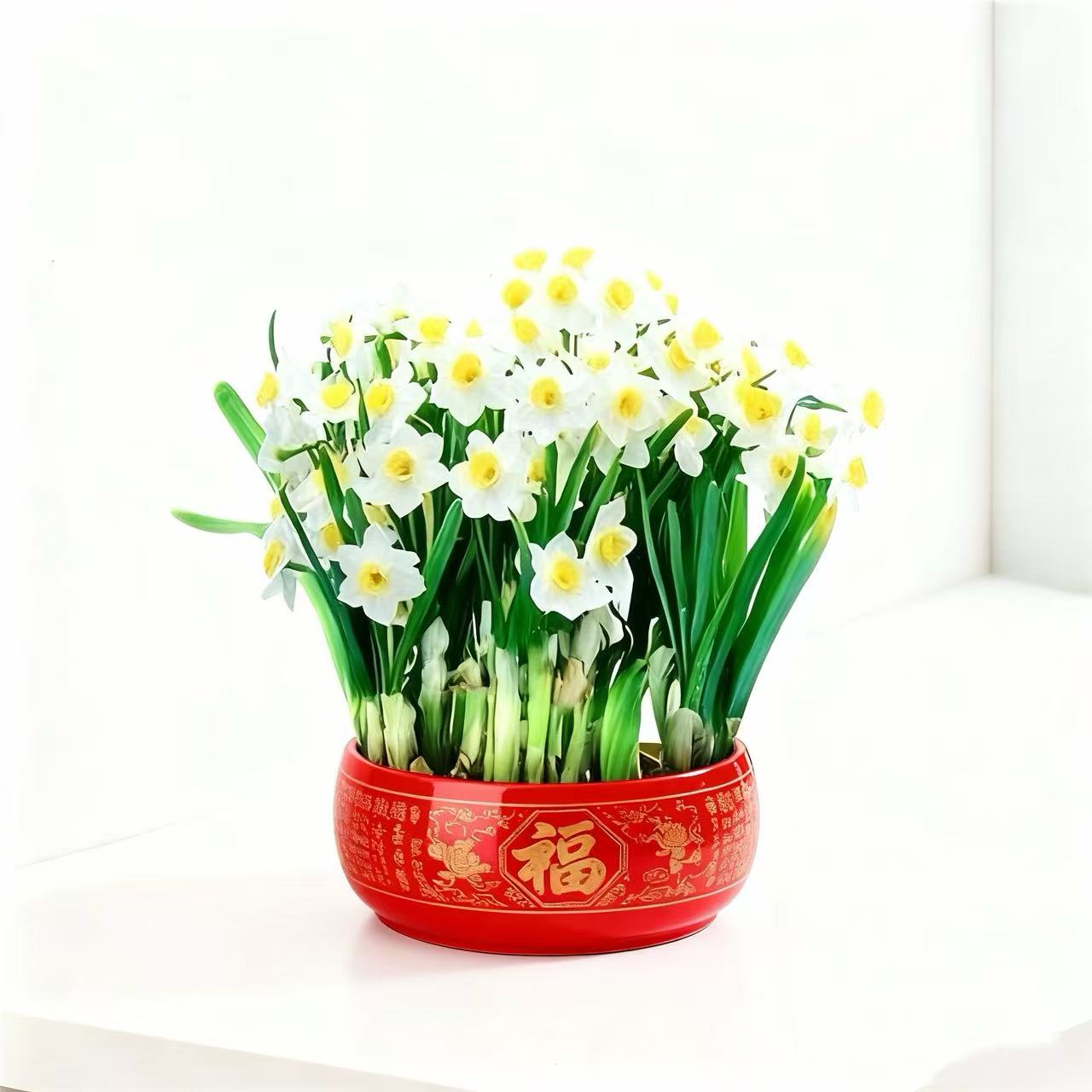 DD水仙花水培陶瓷盆栽开花室内好养活绿植