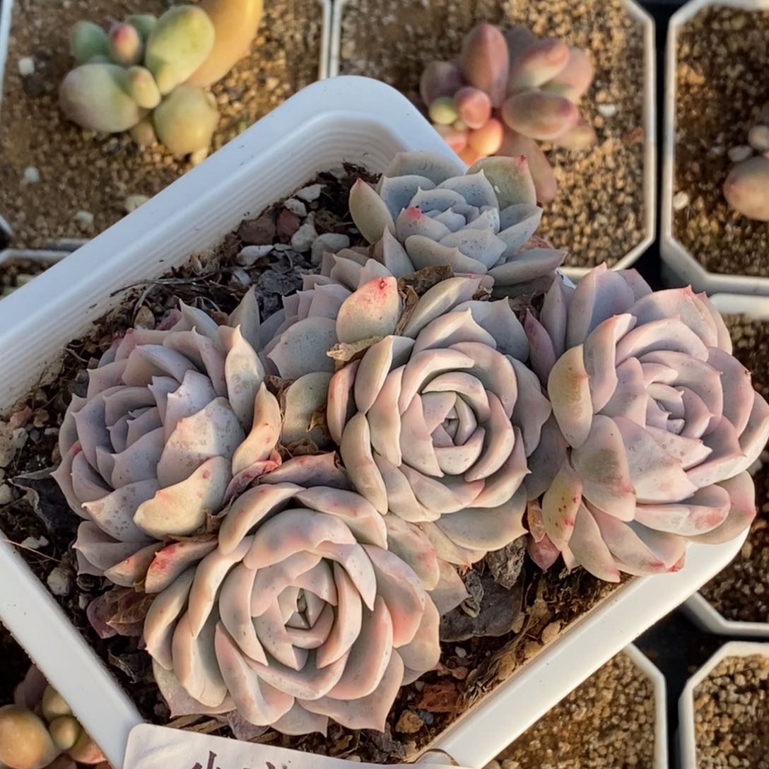 558墨西哥雪球锦底座五头福伦