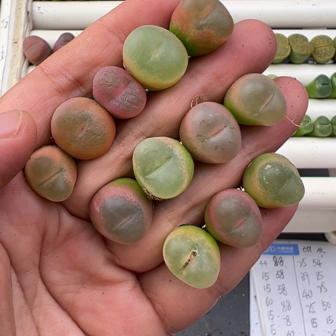 12.11好看的多肉脱土发货750