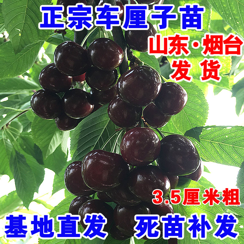 车厘子树苗大樱桃树苗盆栽地栽果树苗南方北方种植乔化矮化樱桃苗