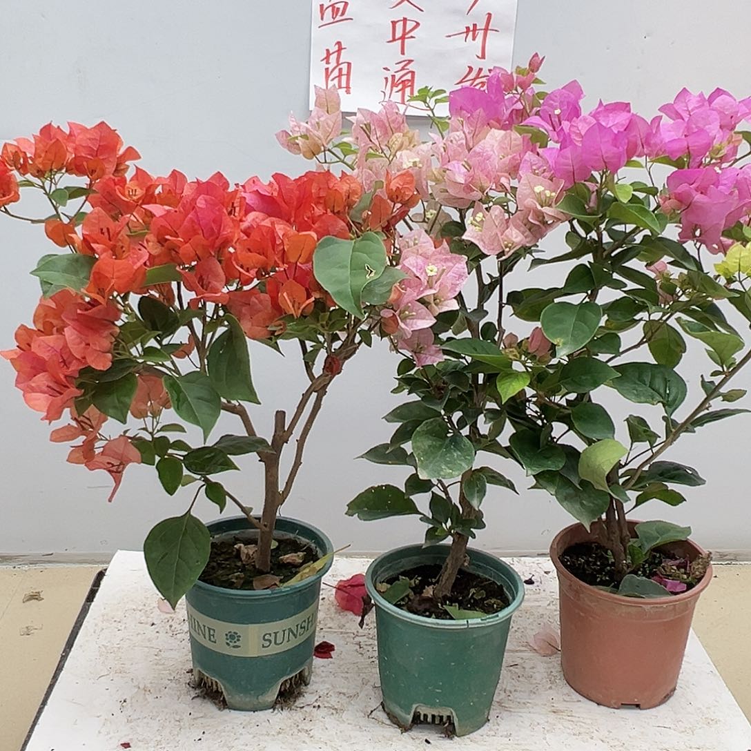 大部分花苞少量开放夕阳红，奶油，安娜组合