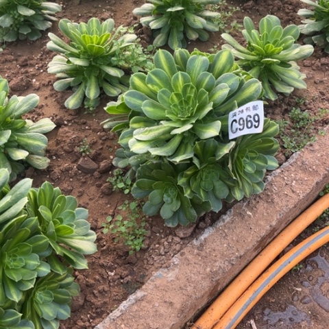 969琉璃翡翠不包断枝