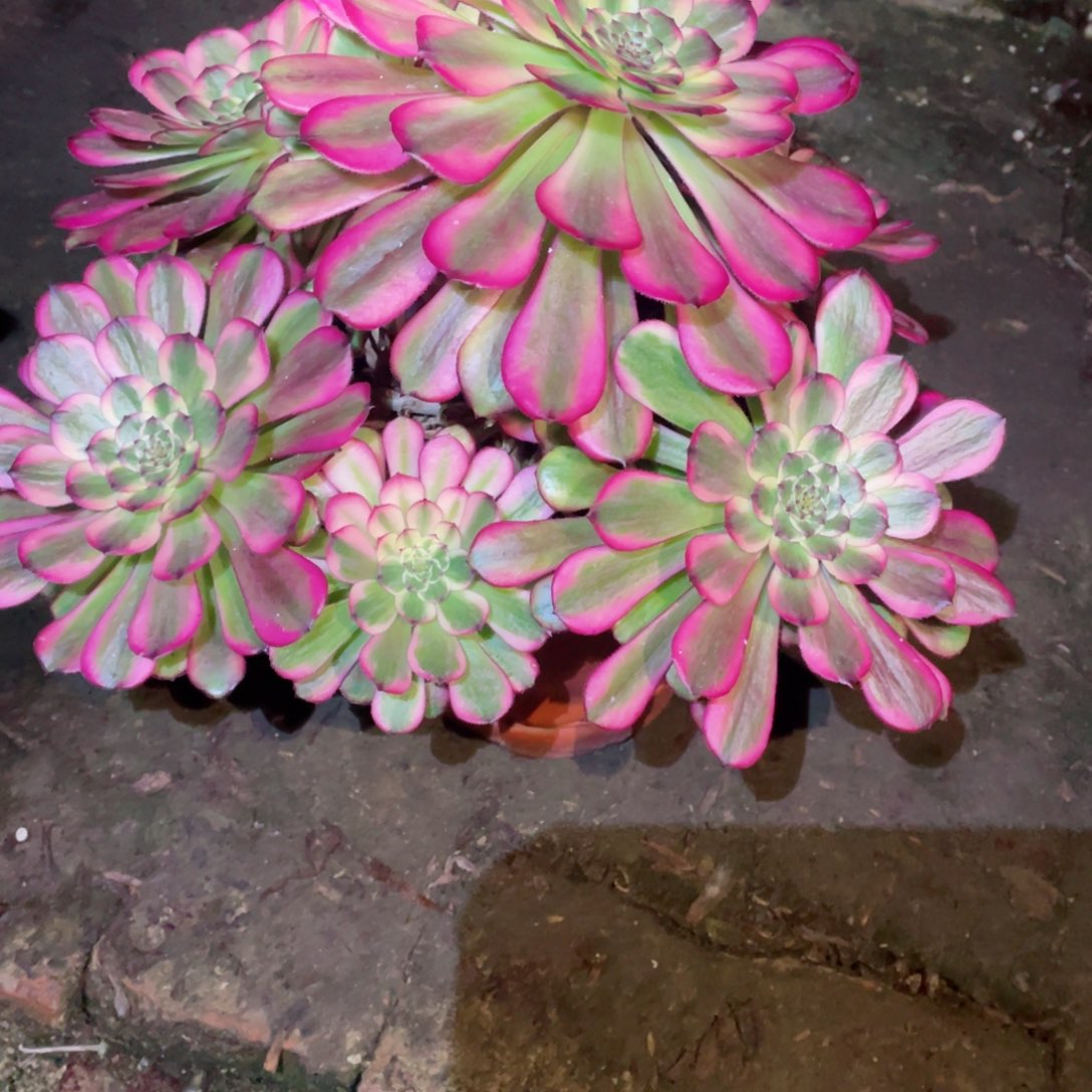 多肉植物维纳斯773