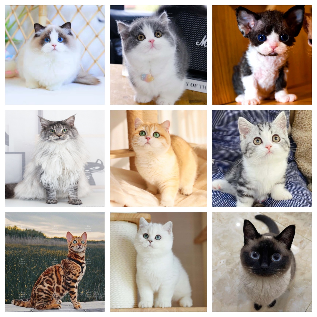 【12级粉丝灯牌】猫咪不花钱给一-只价值2000米毛孩子