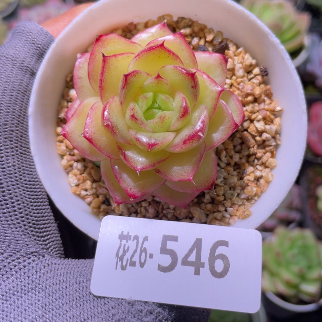 花利美26-546麦秆