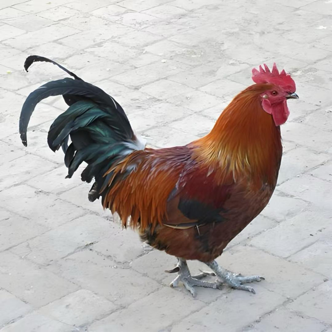 7个月林下散养大公鸡