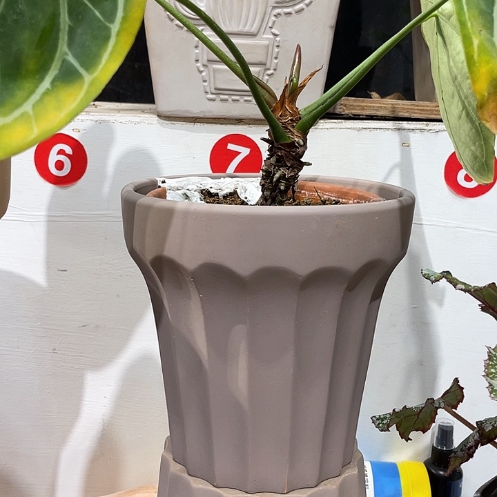 红陶18×18花盆一个