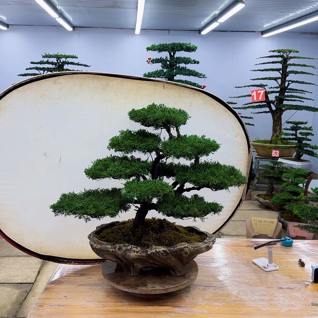 无花朵盆景直播间