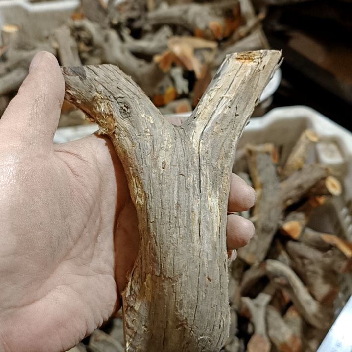 张***三香榧木崖柏原叉崖柏原叉崖柏原叉