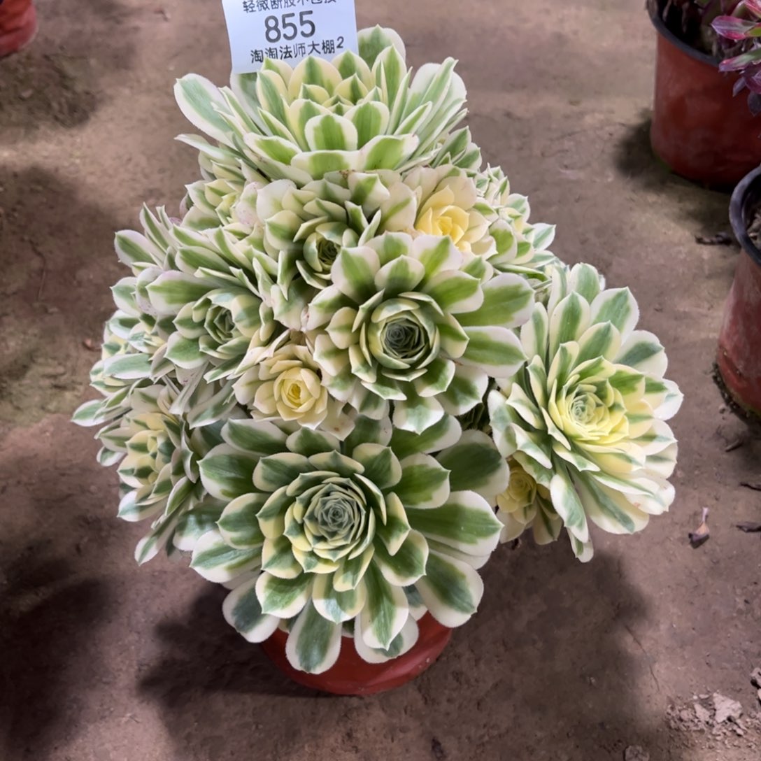 855迈巴赫多肉植物法师