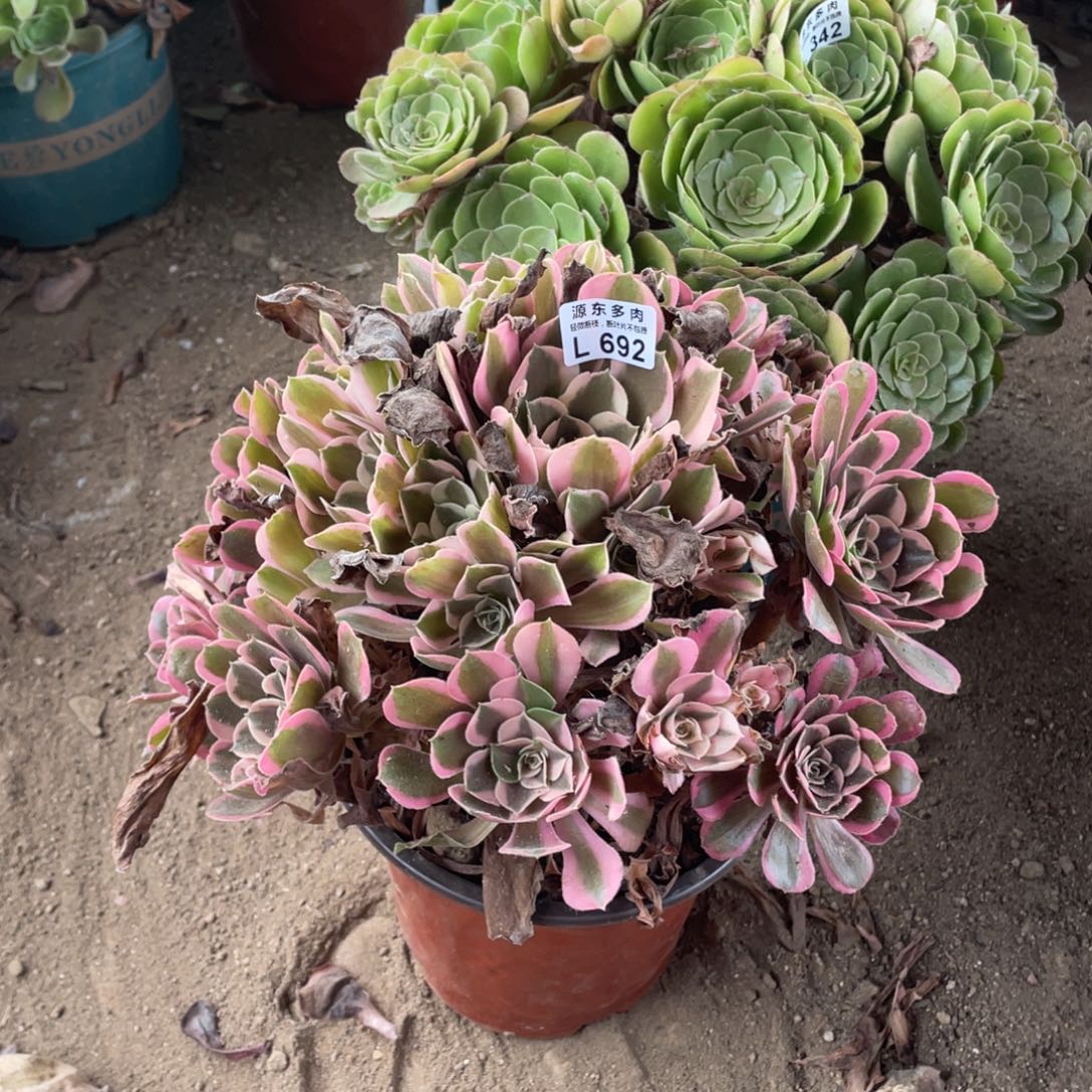 692皇后多肉法师断枝不包