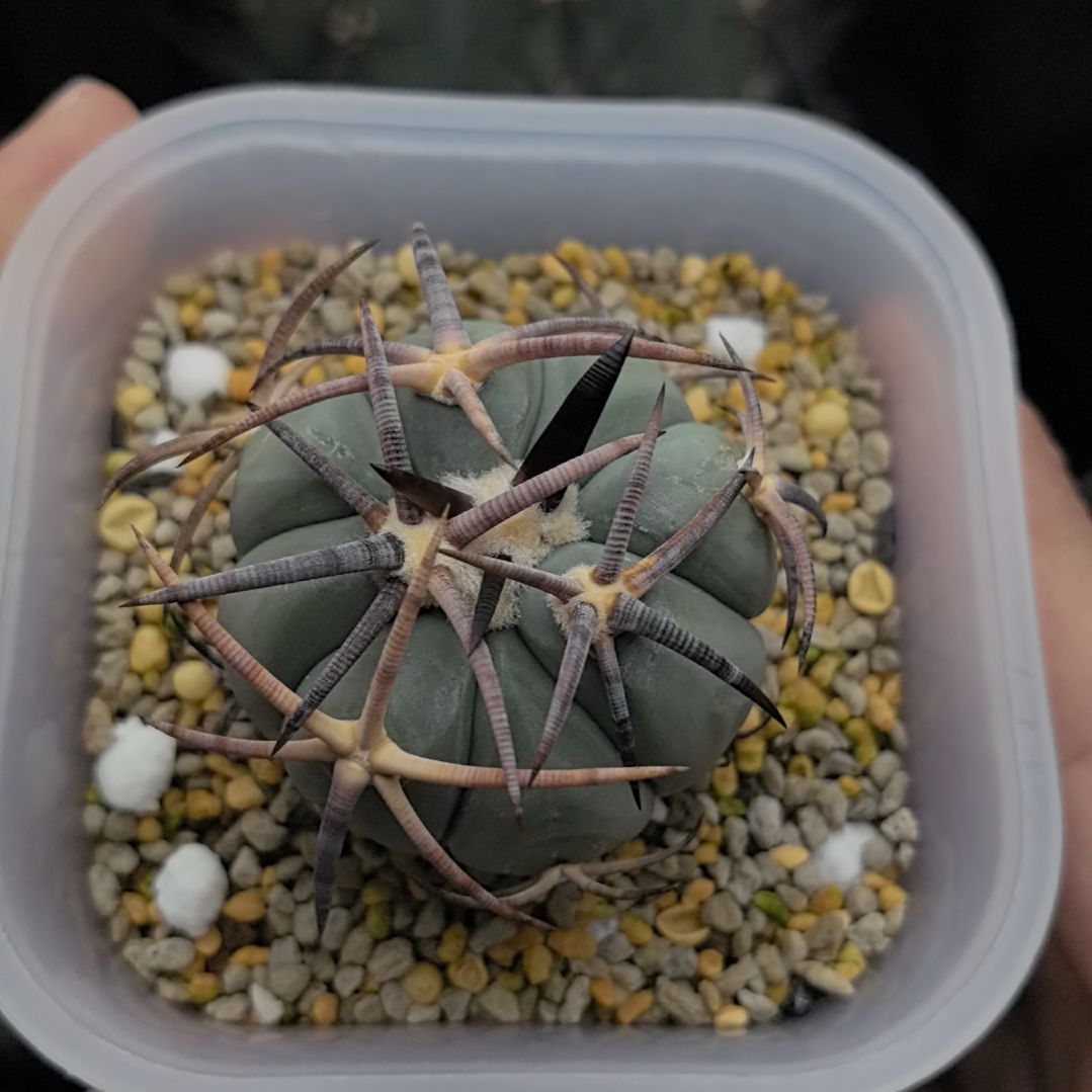 中野诚实生黑刺花王丸