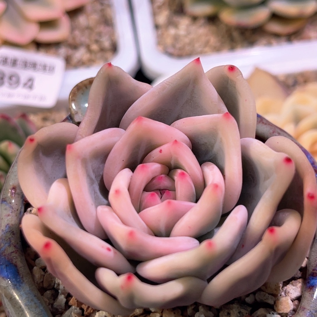 多肉特价伊丽莎白锦母本头盖