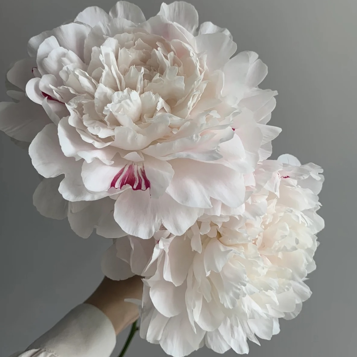 【杨妃出浴】白色重瓣观赏芍药苗菏泽基地直发秋季发货