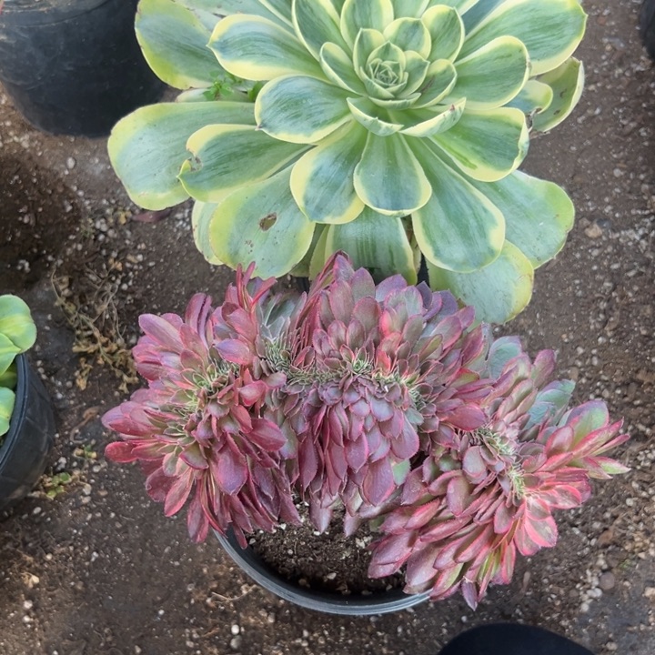 多肉植物香炉盘➕黑膜缀不售后