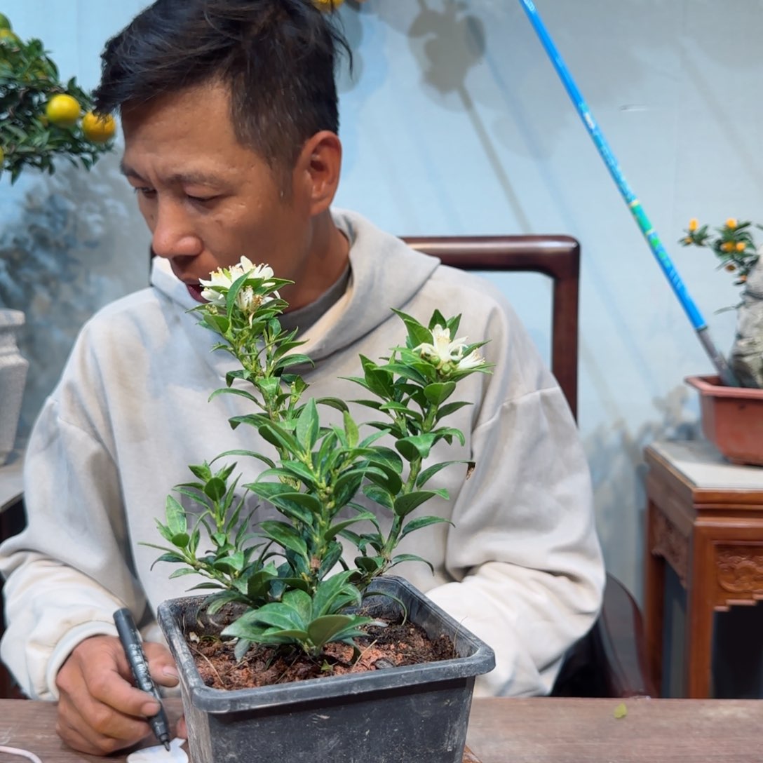 当前无花朵，栽培后可花朵?****?