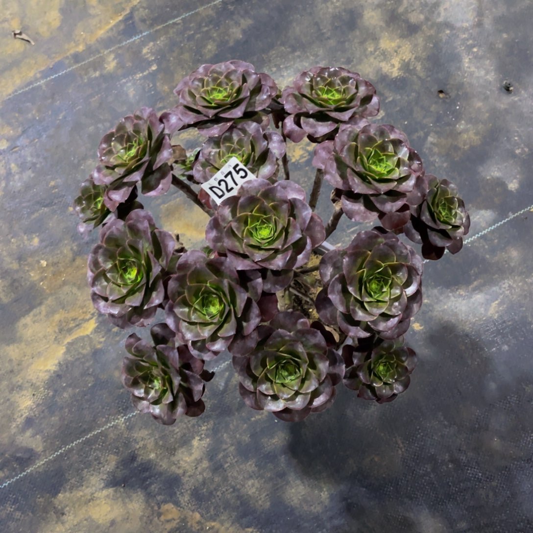 简***.27500魅金玫瑰福利一颗