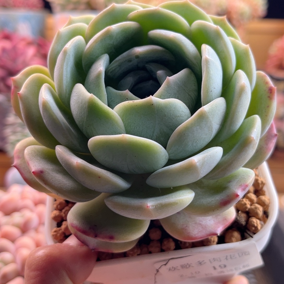 2.10-19劳林111111，