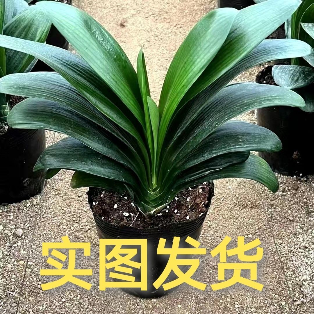 精品君子兰盆栽客厅花卉老苗绿植好养四季常绿净化空气名贵