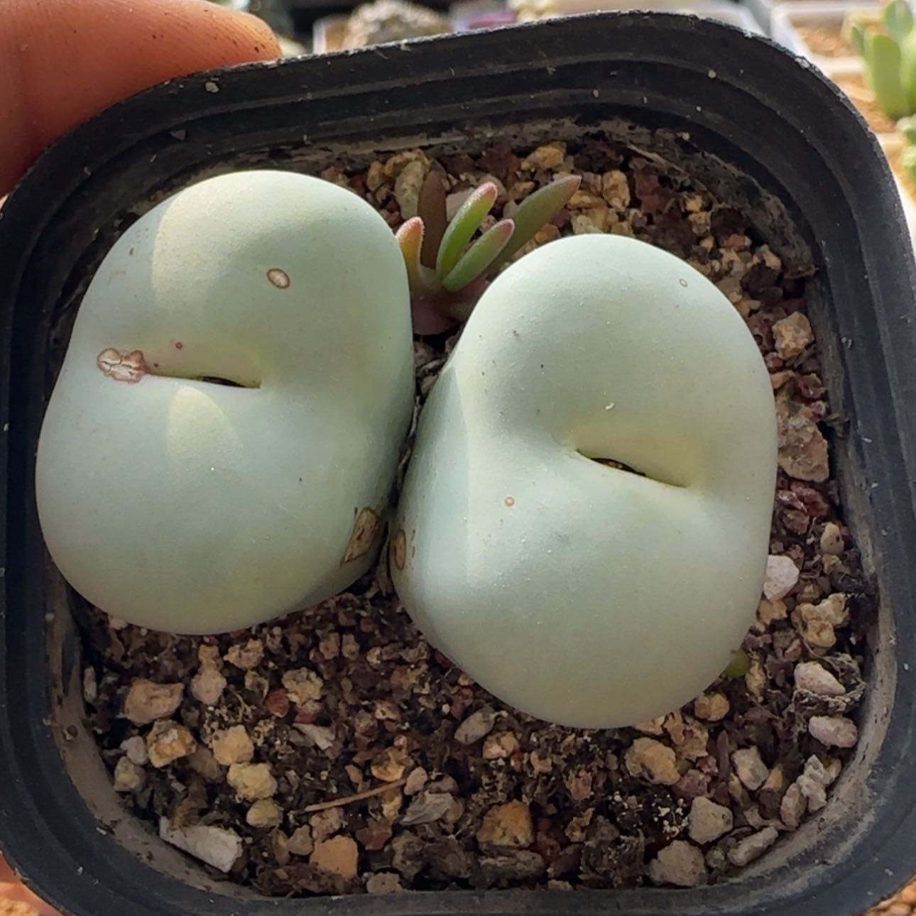 【闪购商品】21727单头3